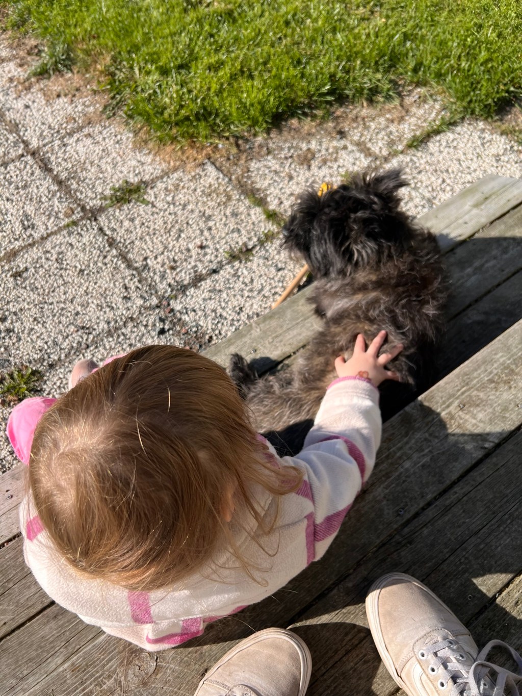 Att introducera barn och hund – för vardagens&nbsp;skull
